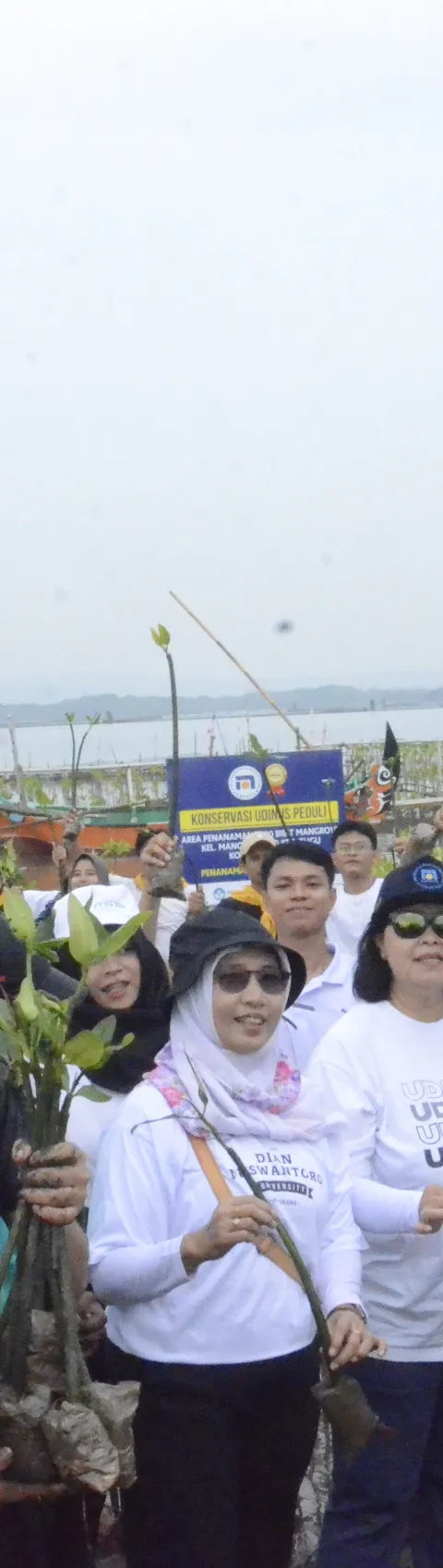 Dedikasi Udinus Selama 9 Tahun Tanam 35.000 Mangrove Demi Cegah Abrasi