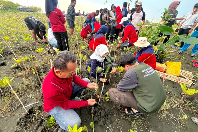 HM Sisfo Udinus Gelar Aksi Penanaman Mangrove Bersama Warga