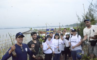 Dedikasi Udinus Selama 9 Tahun Tanam 35.000 Mangrove Demi Cegah Abrasi