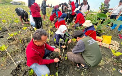 HM Sisfo Udinus Gelar Aksi Penanaman Mangrove Bersama Warga